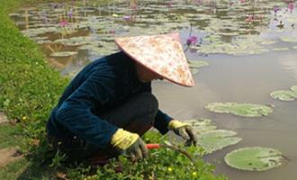 海南大山泰景觀新招破解“用工難”