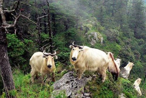 借力傳統文化推動自然保護地保護