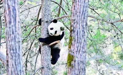 楊銳：在秦巴山脈構建國家公園集群