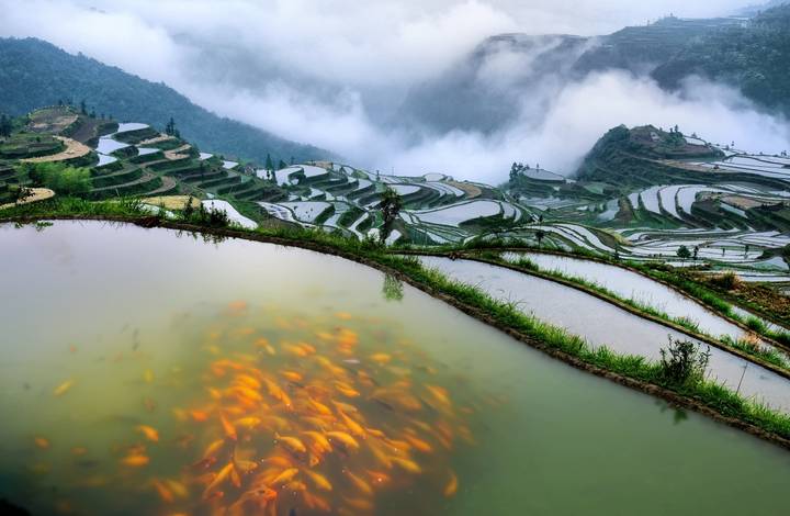 習近平向農業(yè)文化遺產大會致賀信