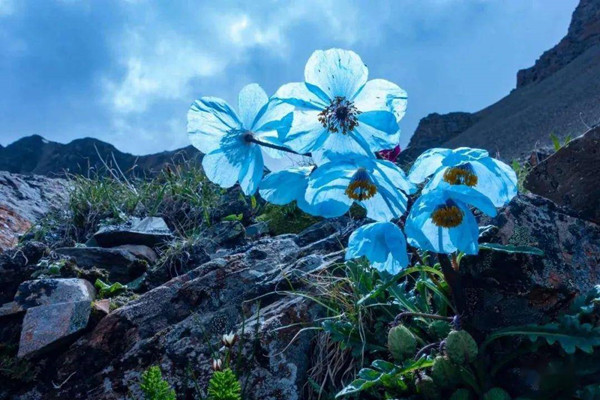 為什么說山地是“生物多樣性的搖籃”？