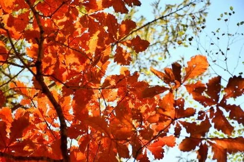 金秋樹葉為何色彩絢麗?