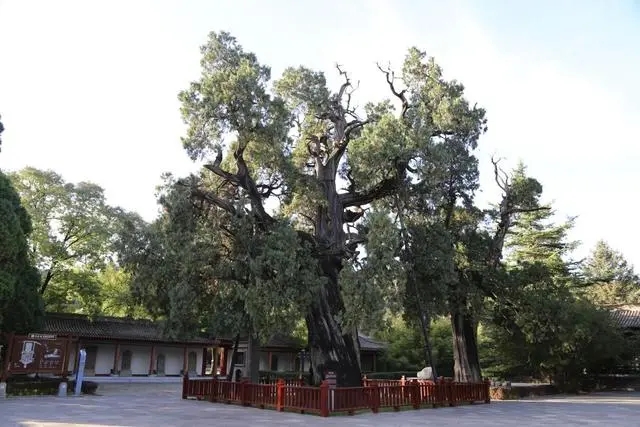 古樹名木實(shí)現(xiàn)落地上圖 大熊貓得到有效保護(hù)