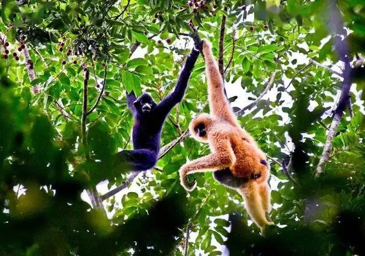 國(guó)家公園體系建設(shè)取得新進(jìn)展新成效